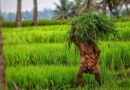Central India witnessed widespread damage to both field and horticulture crops: CRISIL