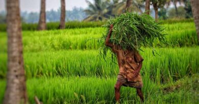 Central India witnessed widespread damage to both field and horticulture crops: CRISIL
