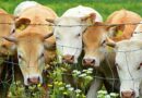 Future of bovine TB research comes ‘under the microscope’ at STAR-IDAZ IRC workshop