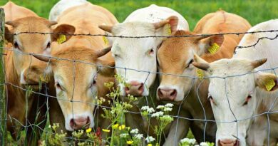 Future of bovine TB research comes ‘under the microscope’ at STAR-IDAZ IRC workshop