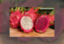 Total export turnover of dragon fruit reached more than 47 million USD