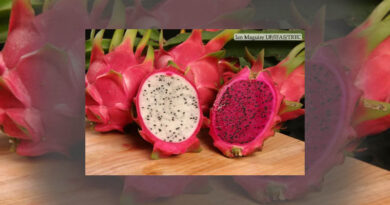 Total export turnover of dragon fruit reached more than 47 million USD