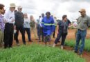 Rapid modern wheat variety adoption key to supply chain security in Malawi