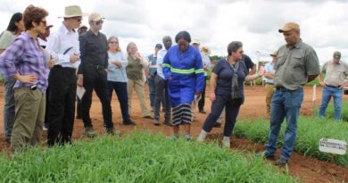 Rapid modern wheat variety adoption key to supply chain security in Malawi