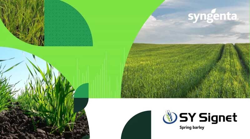 New Spring Malting Barley From Syngenta Demonstrates Wider European Potential