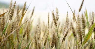 Canadian wheat exports hit new high