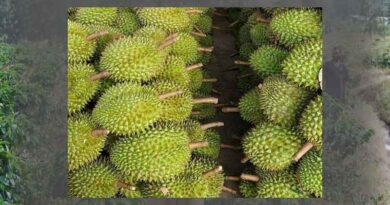 Durian is expected to become a billion - dollar fruit exported to China