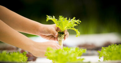 Why is hydroponics unprofitable ?