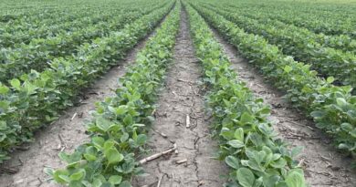 Tendovo soybean herbicide from Syngenta earns rave reviews during first season of use