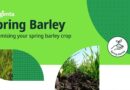 Establishing the optimum number of plants is key to achieving spring barley potential