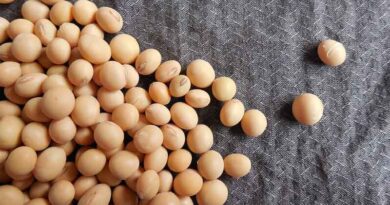 Corteva Agriscience and Bunge Announce Collaboration to Develop Amino Acid-Enhanced Soybeans