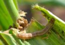 Biopesticides should be preferred over chemical pesticides for fall armyworm control, study suggests