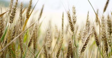 Wheat production for 2022-23 estimated at 112 million tonnes