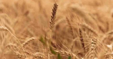 Temperature as high as 350C not going to impact wheat yield adversely: Union Agriculture Minister
