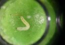 New binary toxins found in fight against devastating western corn rootworm pest