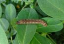 Taro caterpillar outbreak in central India