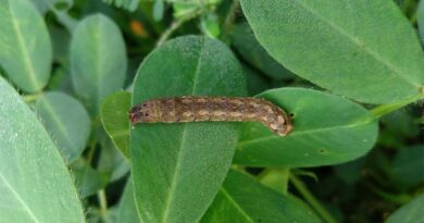 Taro caterpillar outbreak in central India