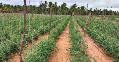 Drip Fertigation enhance crop yield and farmers prosperity: Lesson from Tarikere Community Drip Irrigation Phase II