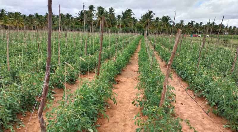 Drip Fertigation enhance crop yield and farmers prosperity: Lesson from Tarikere Community Drip Irrigation Phase II