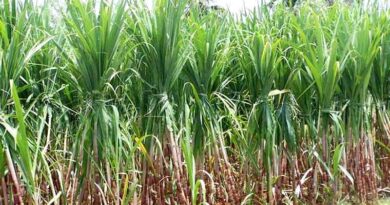 Sugar production drops 6% till April 15 of 2022-23 marketing year