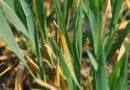 Stay alert for yellow rust, not just Septoria