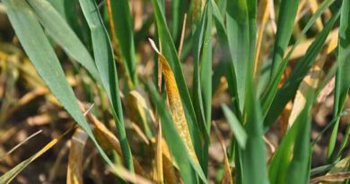 Stay alert for yellow rust, not just Septoria