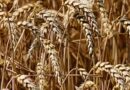 Morocco's wheat imports jump in March under new quotas