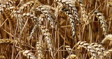 Morocco's wheat imports jump in March under new quotas