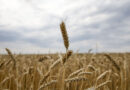 Benchmark for world food commodity prices fall in March for the twelfth month in a row