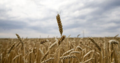 Benchmark for world food commodity prices fall in March for the twelfth month in a row
