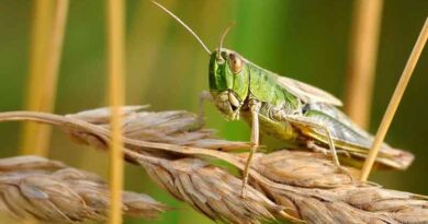 Study recommends greater awareness of biopesticides to help fight locust outbreaks in China