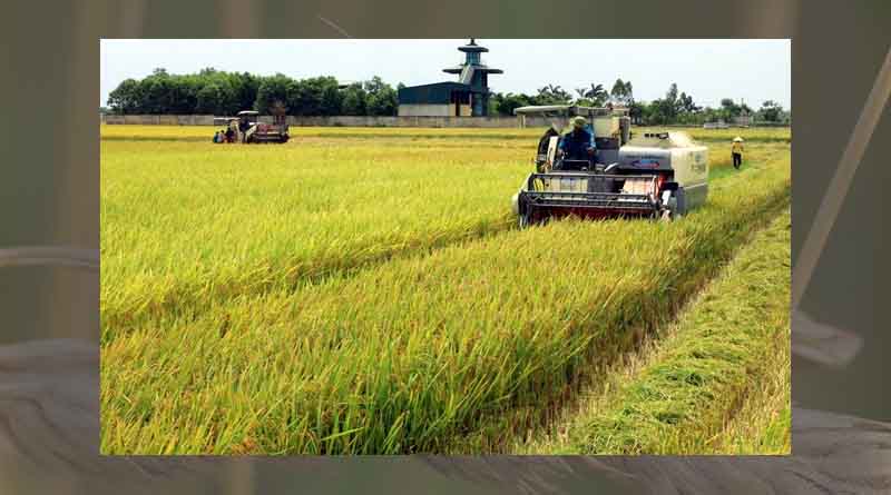 Sustainable development of 1 million hectares of high-quality rice in the Mekong Delta