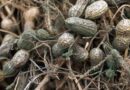 ICRISAT and GIZ collaborate to combat aflatoxin contamination in Malawian groundnuts