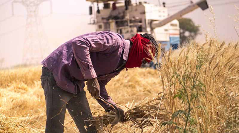 India’s wheat production expected to fall, wholesale prices to increase