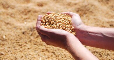 Total Soybean production for Kharif 2022 estimated to be 124 lakh tonnes: SOPA