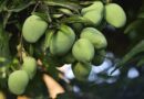 ICAR estimates 20% mango crop damage due to untimely rain and hail