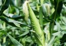 Best practices to increase Maize crop yield in adverse weather conditions this summer
