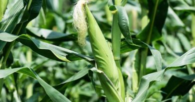 Best practices to increase Maize crop yield in adverse weather conditions this summer