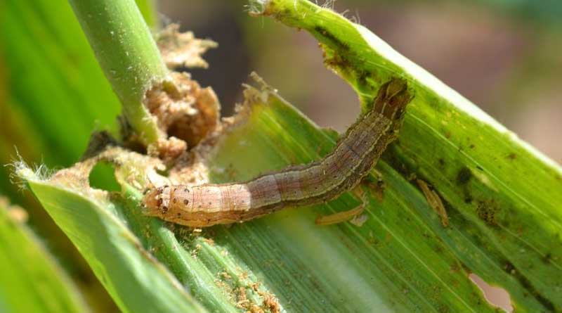 Impact of fall armyworm pest in Sub-Saharan Africa worsened by COVID-19, study reveals