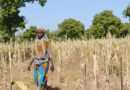 Mali: New initiative launched to help climate-proof sorghum farming for millions