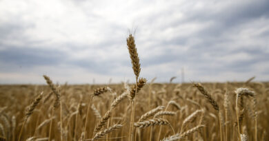 Bulgaria, Slovakia eye Ukrainian grain import ban