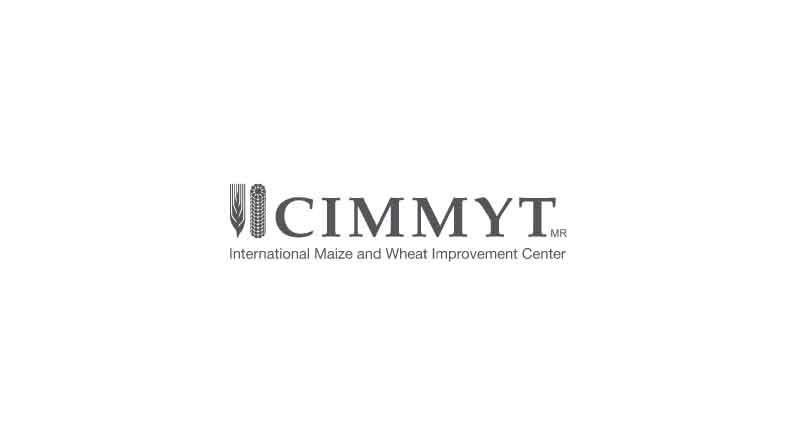 Graduate of CIMMYT/ICAR partnership honored by Indian government