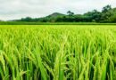 France, Argentina seek barley buyers beyond China