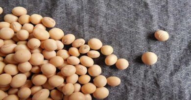 More Brazilian supply weighs on Chinese soybean market