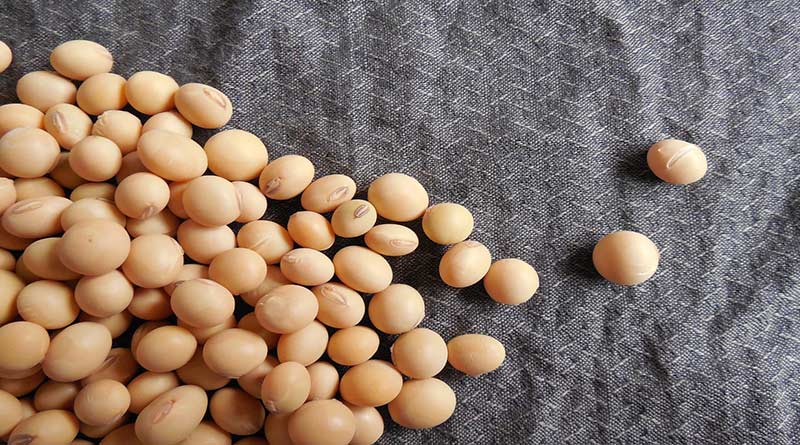 More Brazilian supply weighs on Chinese soybean market