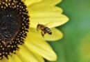 National Program to mark World Bee Day to be held in Balaghat, Madhya Pradesh tomorrow