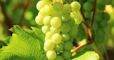 How to mitigate the effect of the unseasonal rain in Grape Plantation