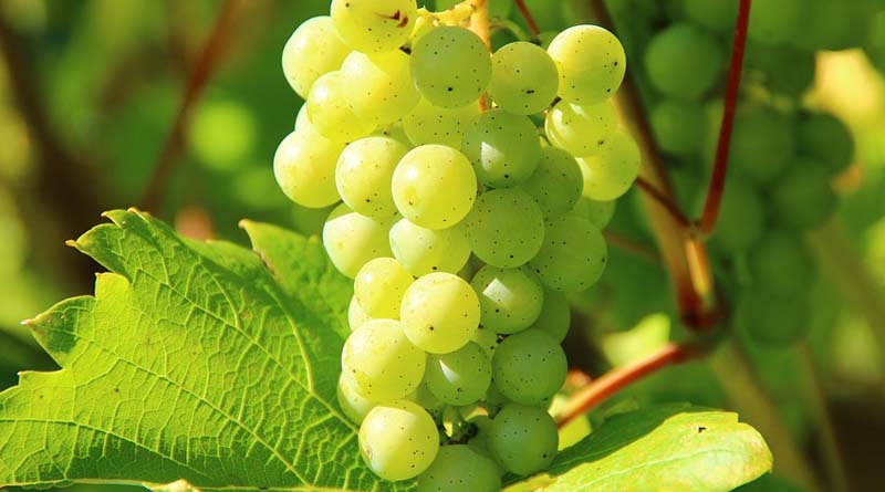 How to mitigate the effect of the unseasonal rain in Grape Plantation
