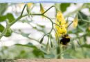Conserving biodiversity: biocontrol for sustainable agriculture