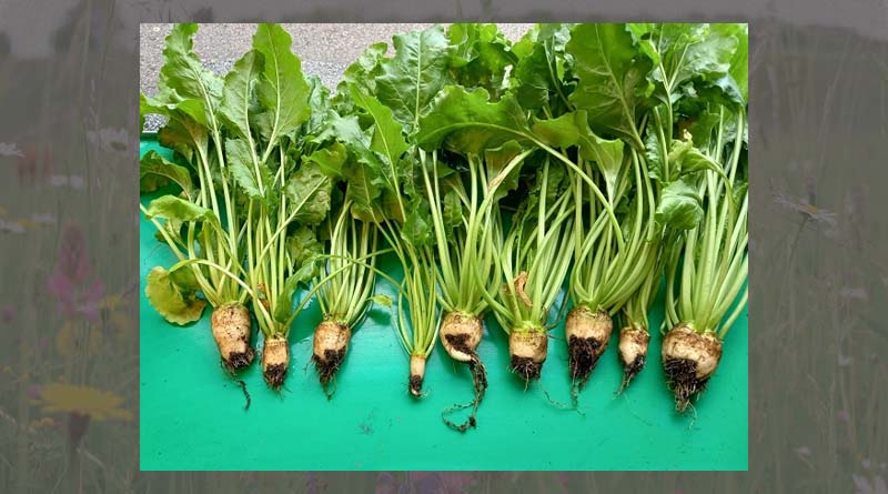 Dlf beet seed’s plant breeding secures stronger beet plants